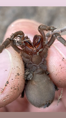 Homoeomma uruguayense