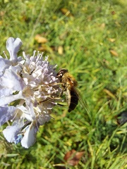 Eristalis