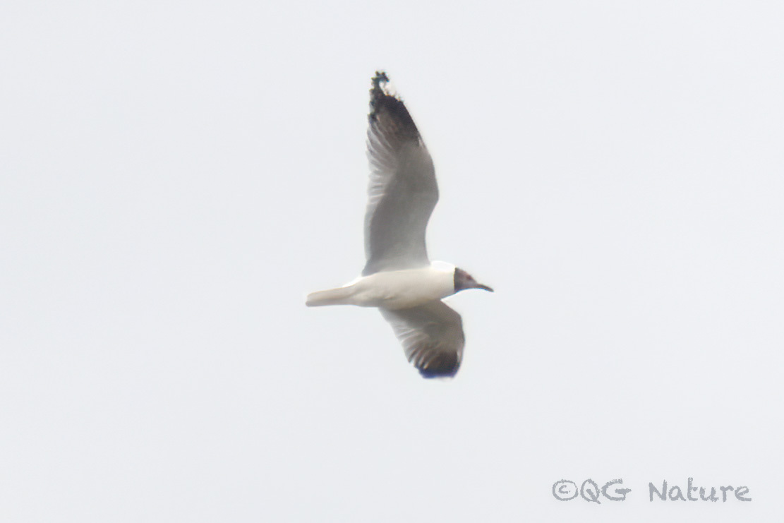Brown-headed Gull