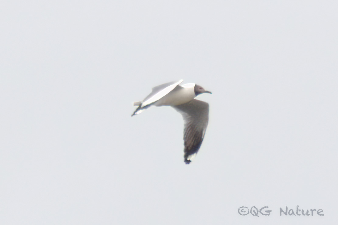 Brown-headed Gull