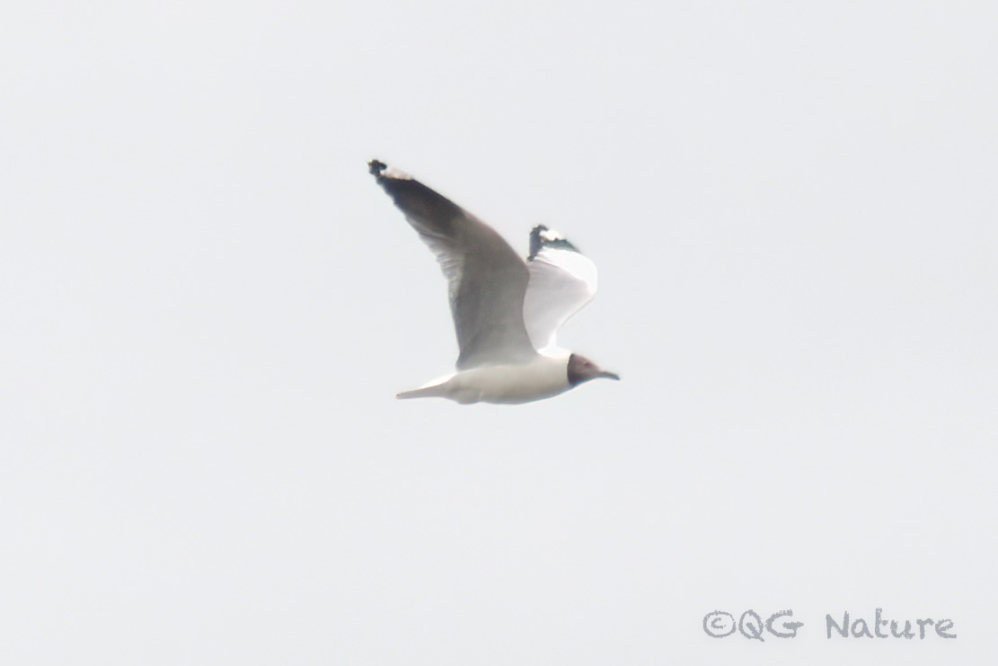 Brown-headed Gull