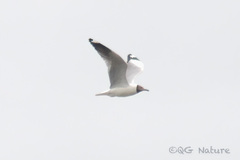 Chroicocephalus brunnicephalus