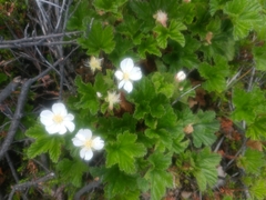 Papilio machaon aliaska