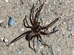 Asthenoctenus borellii