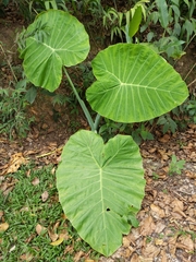 Alocasia