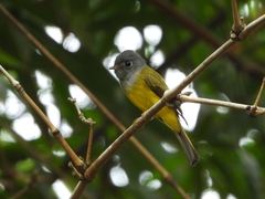 Culicicapa ceylonensis