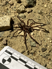 Asthenoctenus borellii