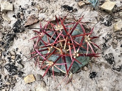 Echinocactus horizonthalonius