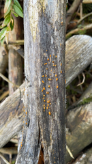 Dacrymyces stillatus