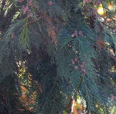 Chamaecyparis lawsoniana