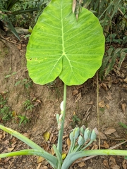 Alocasia