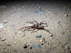 Asthenoctenus borellii