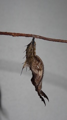 Heliconius eratosignis