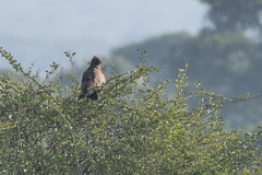 Hieraaetus wahlbergi