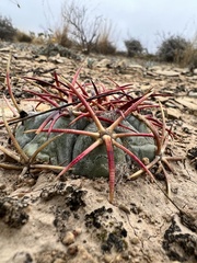 Echinocactus horizonthalonius