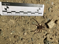 Asthenoctenus borellii