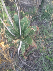 Aloe greatheadii davyana
