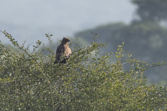 Hieraaetus wahlbergi