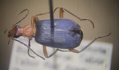 Brachinus