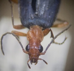 Brachinus