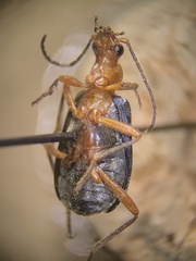 Brachinus