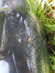 Deois flexuosa