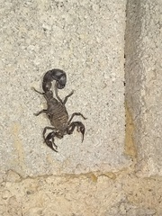 Androctonus crassicauda