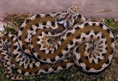 Vipera aspis zinnikeri