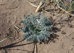 Hypecoum lactiflorum