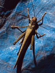 Tropidacris
