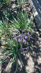 Tulbaghia violacea