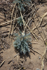 Hypecoum lactiflorum