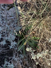 Armeria alliacea