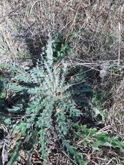 Cirsium horridulum
