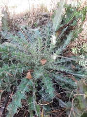 Cirsium horridulum