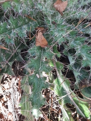 Cirsium horridulum