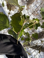 Alnus glutinosa