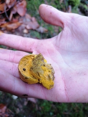 Hypomyces chrysospermus