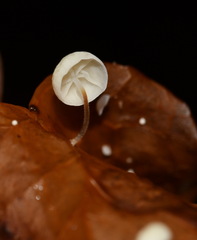 Marasmius epiphyllus