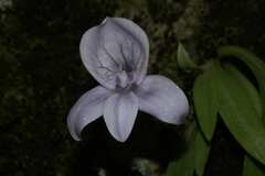 Disa longicornu