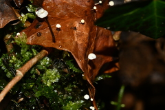 Marasmius epiphyllus