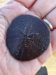 Echinarachnius parma