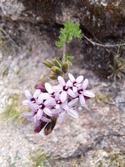 Stevia satureiifolia