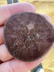 Echinarachnius parma