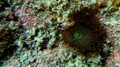 Palythoa grandiflora