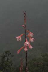 Watsonia tabularis