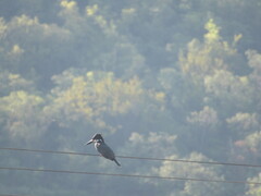 Megaceryle maxima maxima