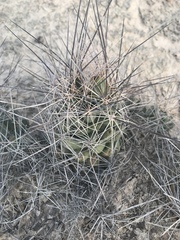 Coryphantha macromeris macromeris