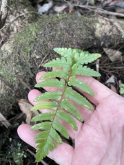 Dryopteris ludoviciana