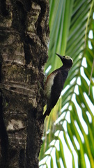 Melanerpes cruentatus